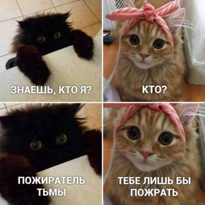 Шутки и мемы (для владельцев котов) - porosenka.net
