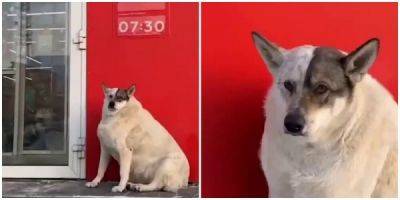 Очень толстая собачка из Югры стала звездой социальных сетей - за неё уже борются желающие помочь - porosenka.net - Россия - округ Югра