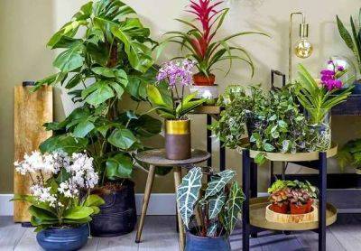 Комнатные растения, которые сложно встретить в типичной квартире. 5 экзотических экземпляров - lublusebya.ru