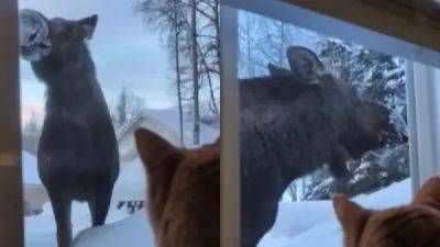 «Ничего себе!»: кот увидел за окном лося - porosenka.net
