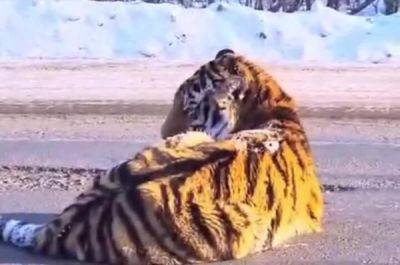 В Хабаровском крае спасают сбитого тигра - porosenka.net - Хабаровский край