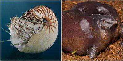 12 существ, которые сейчас выглядят как миллионы лет назад - porosenka.net - Австралия - Юар - Индонезия