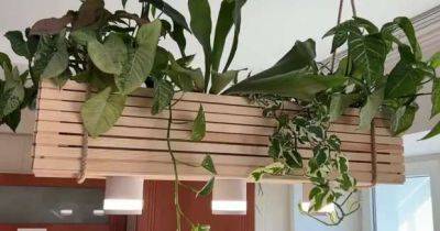 Проект, который покорил мое сердце: фито люстра с живыми растениями своими руками - milayaya.ru