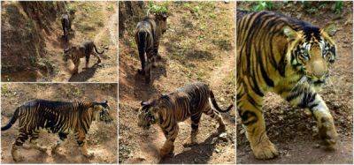 Чрезвычайно редкие "черные" тигры были запечатлены на камеру в Индии - porosenka.net - Индия - Нью-Дели
