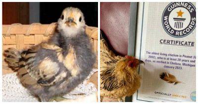 В Мичигане зафиксирована смерть курицы, которая считалась самой старой в мире - porosenka.net - штат Мичиган