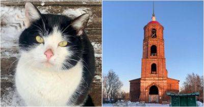 Мужчина из Коломны приехал в город Егорьевск, чтобы спасти застрявшего на колокольне кота - porosenka.net - Егорьевск