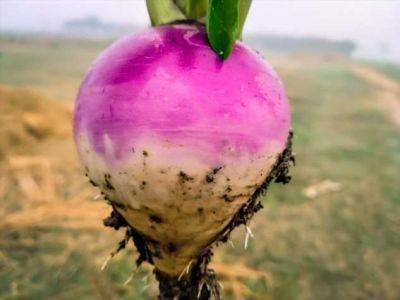 Как приготовить пареную репу в духовке быстро и вкусно - milayaya.ru