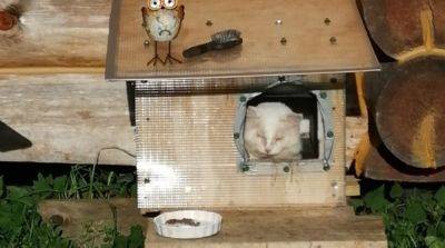 На дачу пришел дикий тощий кот. Отъевшись, он исчез на 5 дней, но вскоре опять вернулся к людям со своей бедой - mur.tv - Россия