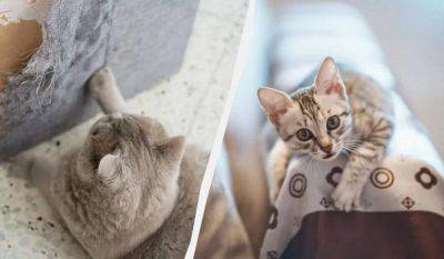 Как отучить кота драть обои и мебель: вам нужен обычный двусторонний скотч - nashsovetik.ru