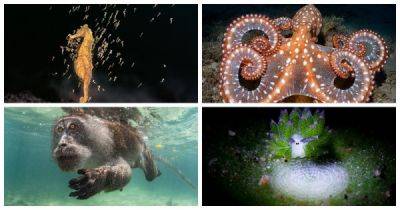 Победители конкурса подводной фотографии Ocean Art Contest 2023 - porosenka.net - Сша - штат Флорида - Италия - Канада - Филиппины - Индонезия
