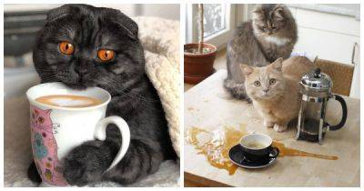 Кошки и кофе - porosenka.net
