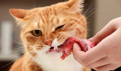 Мифы о питании кошек - mur.tv