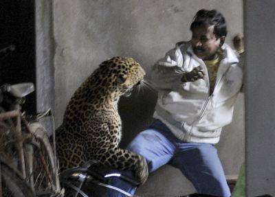 Индийский леопард: считается самой опасной для человека кошкой - porosenka.net