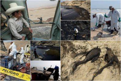 Черные пляжи и мертвые птицы: вулкан Тонга и цунами привели к разливу нефти в Перу - porosenka.net - Перу - Тонга