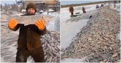 В ХМАО ищут рыбаков, выложивших ролик с тоннами незаконно выловленной рыбы - porosenka.net - Россия - округ Югра