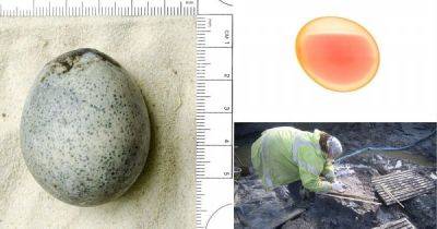 В Британии нашли птичье яйцо римских времён, сохранившее жидкий желток - porosenka.net - Англия
