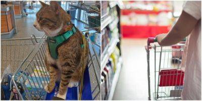 Фото кошки в тележке супермаркета вызвало кучу споров - porosenka.net - Сша - Австралия - Канберра