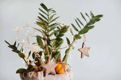 Украшаем комнатные растения к праздникам — 8 идей для любимого цветочка - lublusebya.ru