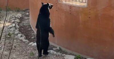 Медведь из тайваньского зоопарка встал на задние лапы и удивил посетителей - porosenka.net - Китай - Тайвань - Африканская
