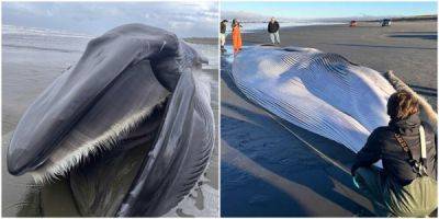 На берег Орегона выбросило гигантского кита - porosenka.net - Usa - штат Орегон