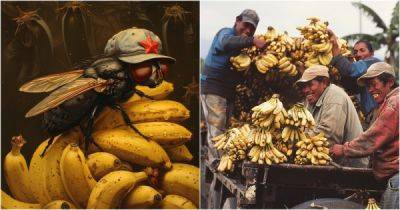Бананам из Эквадора быть - porosenka.net - Ссср - Россия - Сша - Индия - Эквадор - республика Коми