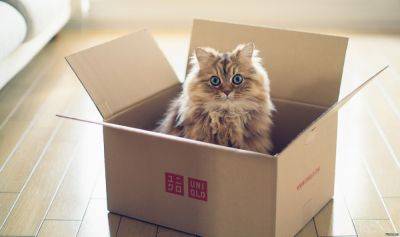 Илья Муромец - Почему кошки так любят коробки - mur.tv