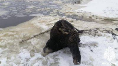 Сотрудники МЧС спасли лося, который провалился под лёд - porosenka.net - Россия - Тверская обл.