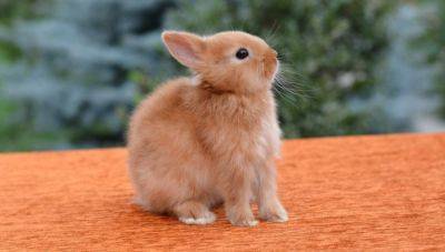 Все о домашних кроликах карликовых пород - mur.tv