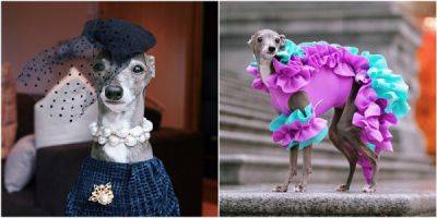 Собака стала модным блогером и иконой стиля - porosenka.net - Канада - Париж - Нью-Йорк