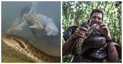 В тропических лесах Амазонки обнаружена самая большая в мире змея - porosenka.net - Венесуэла - Суринам - Французская Гвиана