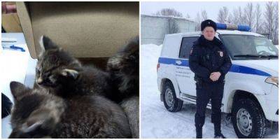 "Опасная коробка": в Кирове полицейские спасли котят, которых выбросили на мороз - porosenka.net