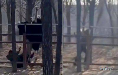 В Китае страус напал на смотрителя зоопарка - porosenka.net - Китай