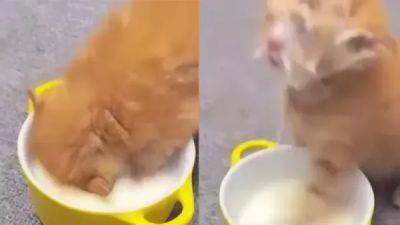 Как вкусно: котёнок нырнул в миску с молоком с головой - porosenka.net