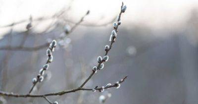Прогноз погоди на березень: коли прийде справжня весна? - womo.ua