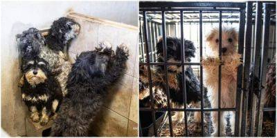Полиция спасла 150 собак из рук жестоких заводчиков - porosenka.net - Сша - штат Северная Каролина