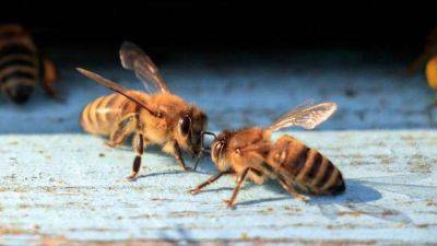 Что будет, если не вытащить жало пчелы: это нужно знать - lifehelper.one