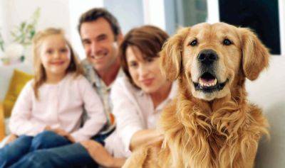 Сколько стоит содержать собаку: расходы на еду, игрушки и ветеринарию - mur.tv