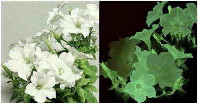 Учёные из России и США создали светящиеся растения - porosenka.net - Россия - Сша - штат Айдахо
