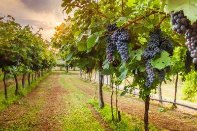 Грузия занимает четвертое место в мире по плотности виноградников на душу населения - batumi-today.com - Сша - Италия - Грузия - Испания - Португалия - Молдавия