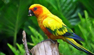 Чем примечательны австралийские попугаи - mur.tv - Австралия - Антарктида