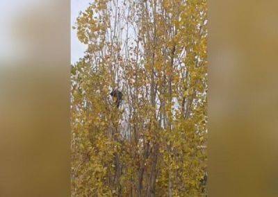 «Изголодавшийся» и «застрявший» на дереве енот сбежал от спасателей в Новороссийске - porosenka.net - Новороссийск