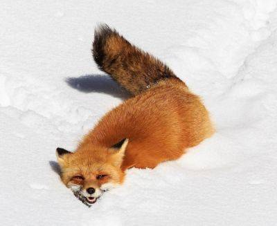Критическая глубина снега: как этот параметр влияет на жизнь животных зимой - porosenka.net
