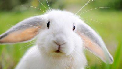 Грубые натуральные корма для кроликов - mur.tv