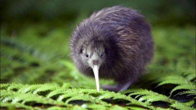 Интересные факты о птице киви - porosenka.net - Австралия - Новая Зеландия