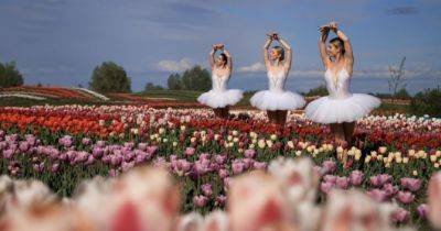 Три мільйони тюльпанів відкриють новий сезон у «Добропарку» - womo.ua - Україна