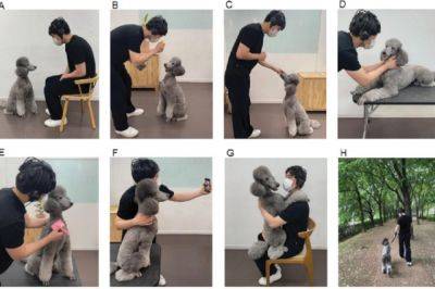 Пёс-антистресс. Учёные узнали, как общение с собакой влияет на мозг людей - aif.ru - Южная Корея - Сеул