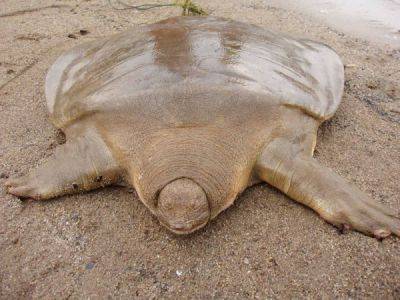 Редкое зверьё: гигантская мягкотелая черепаха - porosenka.net - Австралия