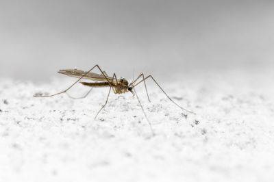 Что нужно знать о зимних комарах - porosenka.net