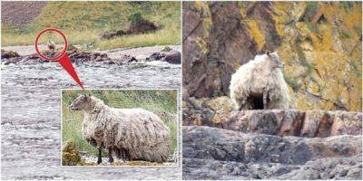 Люди волнуются за овцу-интроверта, которая живёт в горах - porosenka.net - Шотландия