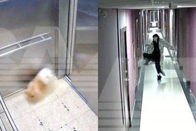 Девушка подняла на уши полдома из-за потерявшегося шпица — оказалось, что он катался на лифте - porosenka.net